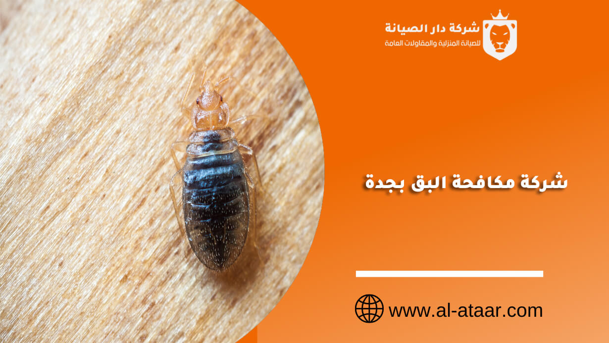 شركة مكافحة البق بجدة: الحل الأمثل لمشكلة البق في منزلك
