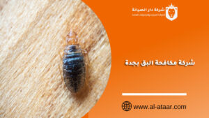 شركة مكافحة البق بجدة
