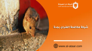 شركة مكافحة الفئران بجدة