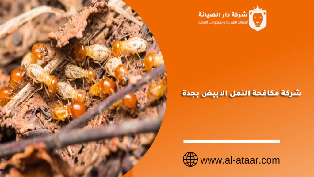 شركة مكافحة النمل الابيض بجدة